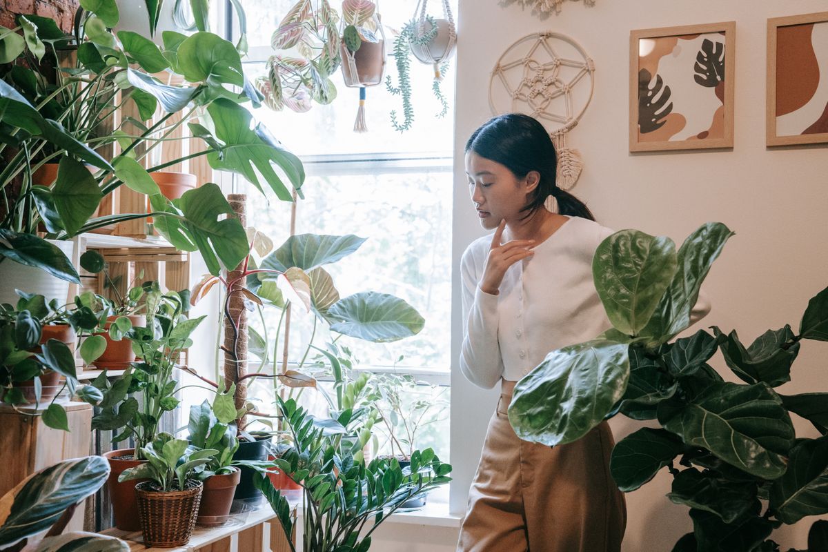 Plantes d’intérieur : lesquelles choisir selon la lumière