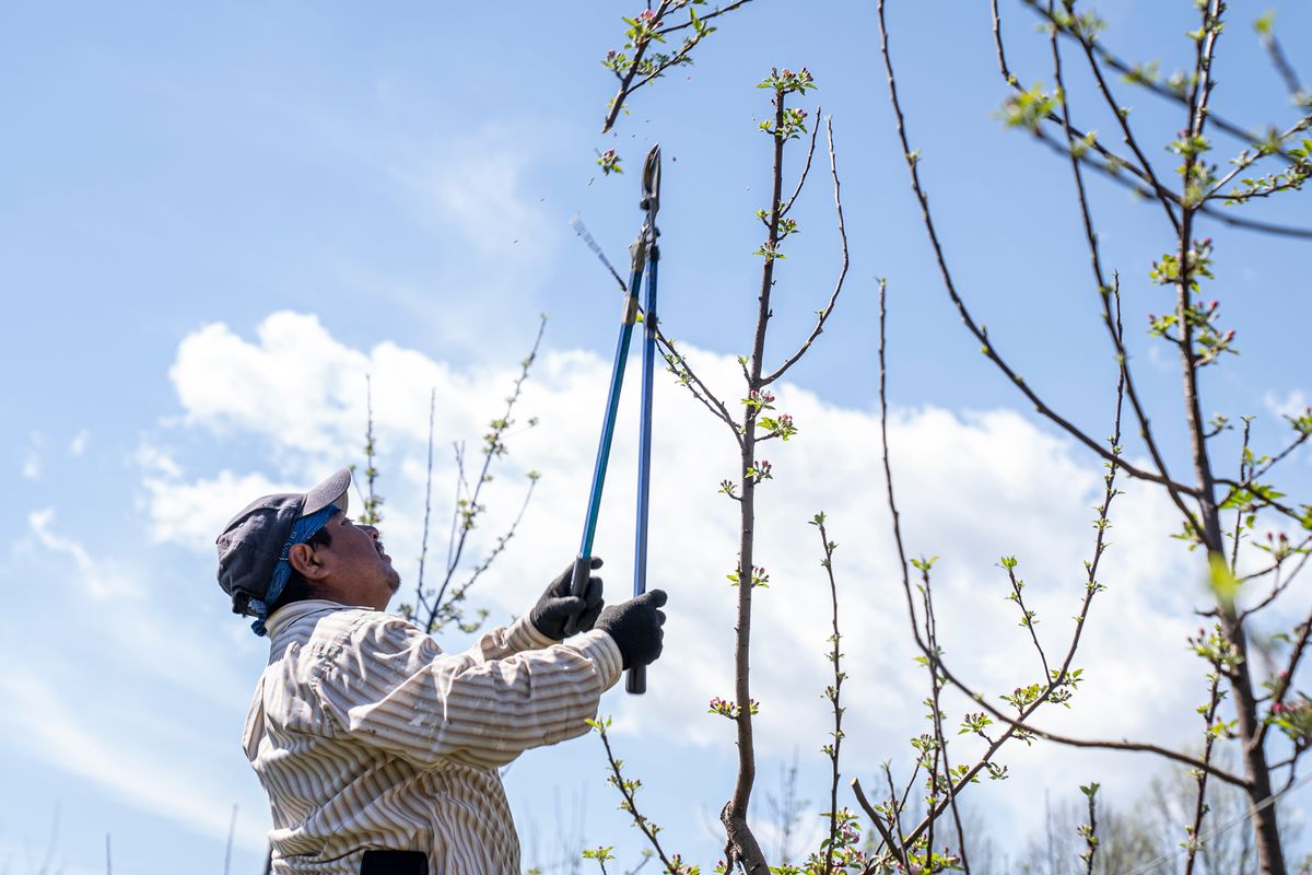 Distances de plantation et élagage : les règles - Les distances de plantation prévues par le Code civil