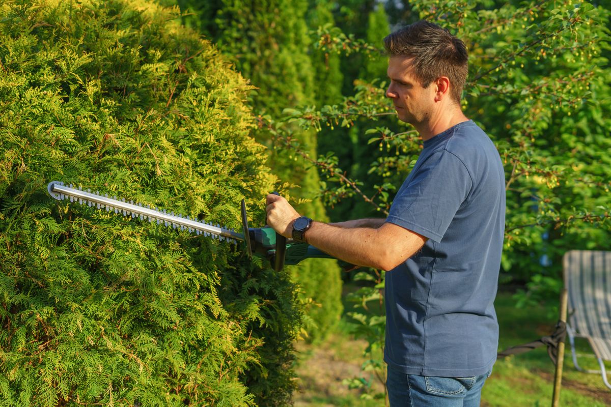 Distances de plantation et élagage : les règles à respecter