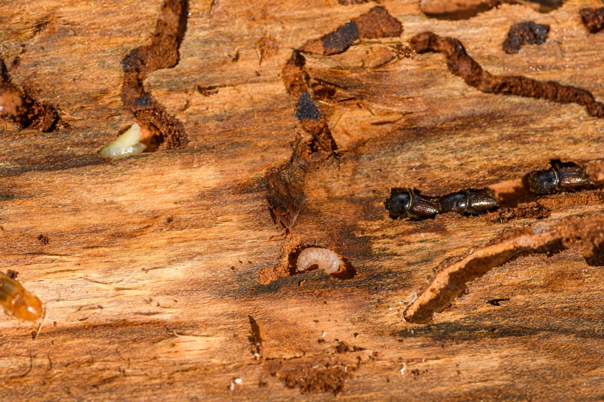 Termites et mérule : diagnostic et traitement