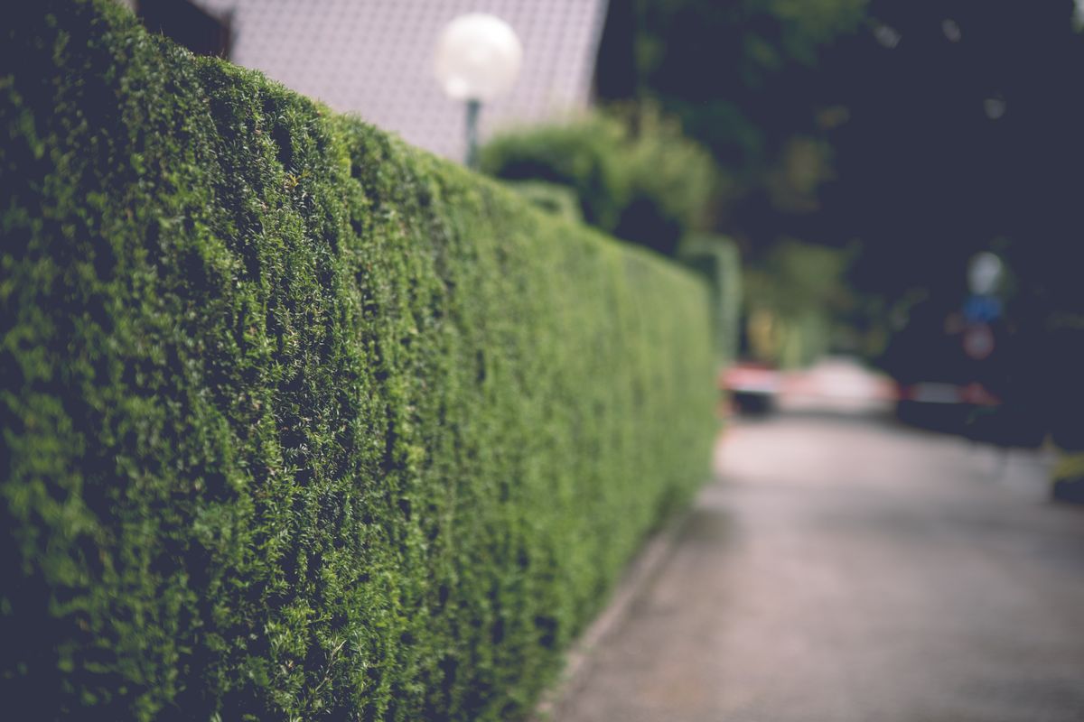 Haie de jardin : essences, hauteur et règles à respecter